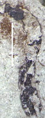 https://files.geocollections.info/large/43/ce/43ce0273-0e96-4d8c-be70-def2783f56a5.jpg