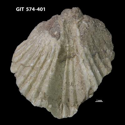 https://files.geocollections.info/large/43/d5/43d59ef0-4c2d-40b5-836b-e683f9b19f3a.jpg