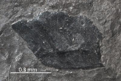 https://files.geocollections.info/large/43/da/43dacb84-80a3-4014-8c22-46256628c112.jpg