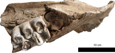 https://files.geocollections.info/large/43/e4/43e45037-5c33-4c90-9915-6bb525226a2a.jpg