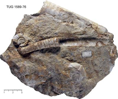 https://files.geocollections.info/large/44/08/4408f9c0-a341-43ff-9c4c-6089ac66d848.jpg