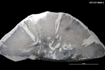 <i></i><br />Mõdriku 39 borehole (Rakvere),  m, Oandu Stage