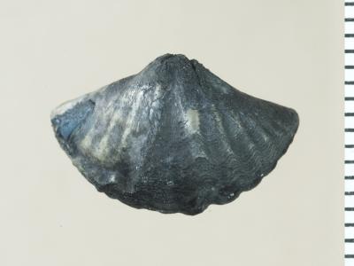 https://files.geocollections.info/large/44/51/44514833-1519-4b3b-9a96-47afaeaaa96b.jpg