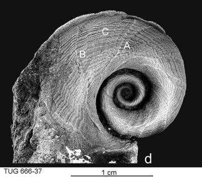 https://files.geocollections.info/large/44/5f/445fb752-a8bd-4790-ab2e-9711f8acf078.jpg