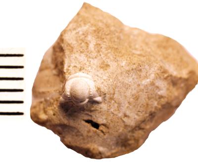 https://files.geocollections.info/large/44/66/44664a25-9949-4495-a36c-7f383503bab7.jpg