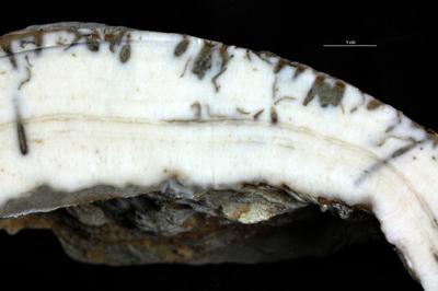 <i></i><br />Hosholm shore,  m, Pirgu Stage