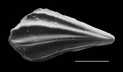 https://files.geocollections.info/large/44/b9/44b9d237-0875-40a1-957d-a21eab6ddff3.jpg