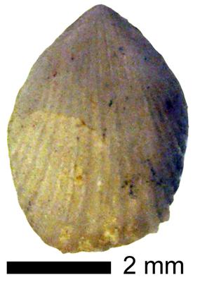 https://files.geocollections.info/large/44/ca/44ca3c0e-417a-4e4c-b87c-967b3d91b153.jpg