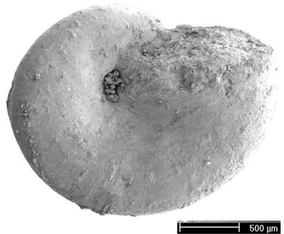 https://files.geocollections.info/large/44/da/44da3533-98b3-476e-baf9-bbd0eefe977b.jpg