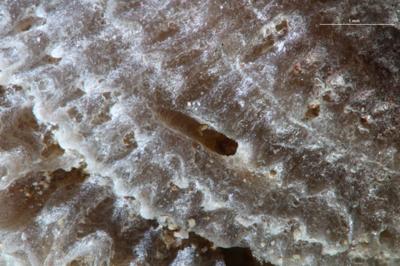 <i></i><br />Kohtla-Järve,  m, Kukruse Stage