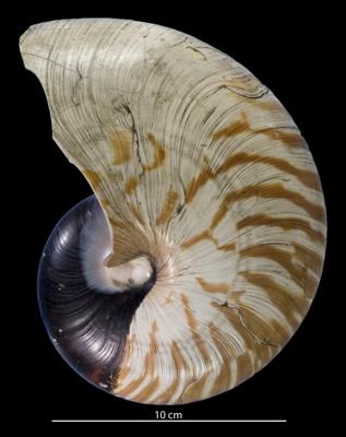 https://files.geocollections.info/large/45/20/45205a75-cde1-4972-b1d9-d8ad3f495660.jpg