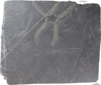 https://files.geocollections.info/large/45/52/4552e888-1c5f-42e5-a1fc-5f7a8858e116.jpg