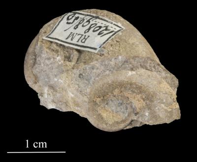 https://files.geocollections.info/large/45/9a/459a3708-a9b7-48dd-ad44-ff2797f96df1.jpg