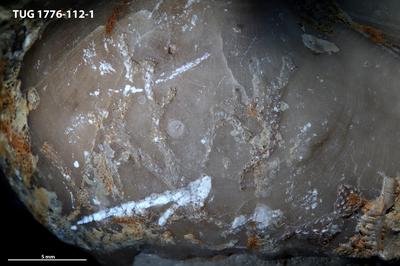 https://files.geocollections.info/large/45/9a/459af01f-7591-4ef3-aa38-8009e3e162df.jpg