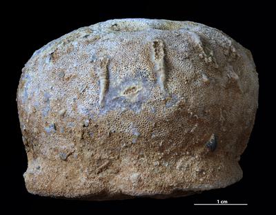 https://files.geocollections.info/large/45/aa/45aa4a17-d479-4a04-9a64-cfbb6621ac90.jpg
