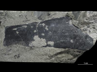 https://files.geocollections.info/large/45/b5/45b51036-efa4-4305-8179-a76cb81ead65.jpg