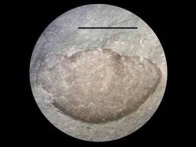 https://files.geocollections.info/large/45/d8/45d89753-9826-49af-b37a-a9ec98c3bbc6.jpg