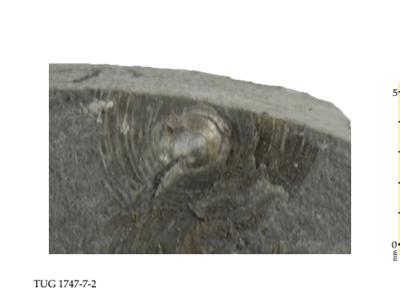 https://files.geocollections.info/large/45/dd/45dd0601-8b89-44e4-ba1e-cddd6223dd24.jpg