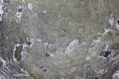 https://files.geocollections.info/large/45/df/45df8130-73c9-49a6-ab33-ef06dbd5f112.jpg