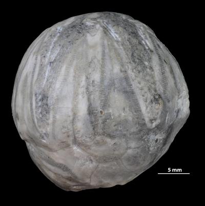 https://files.geocollections.info/large/46/02/460292b5-d10e-4863-8387-66f955d230af.jpg