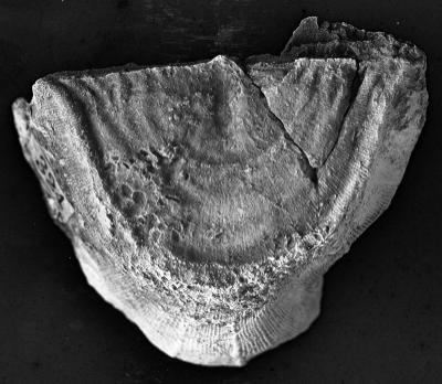 https://files.geocollections.info/large/46/9a/469ae56d-21d2-449a-a78f-55b84e0c8c81.jpg