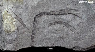 https://files.geocollections.info/large/46/c5/46c56298-d777-4af4-8a37-8a1fdf486fed.jpg