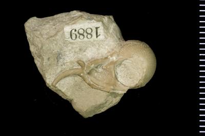 https://files.geocollections.info/large/46/e9/46e98ea6-8409-497a-a07d-c88d763e22f9.jpg