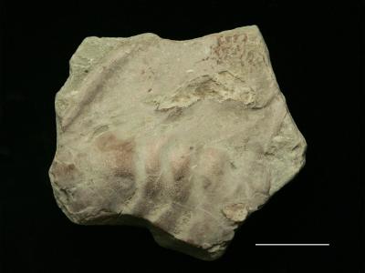 https://files.geocollections.info/large/47/1f/471fe19e-c850-4604-bb94-e7454a9f0d94.jpg