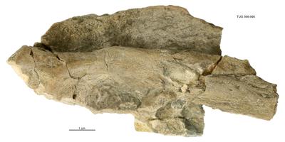 https://files.geocollections.info/large/47/37/4737e0c1-1fba-4b47-b9f6-6d4eda21f5c0.jpg
