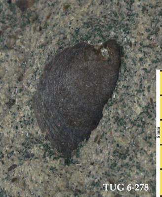 https://files.geocollections.info/large/47/3f/473fc069-0ab8-48c1-bfc3-32c487d86375.jpg