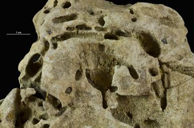 <i></i><br />Hirmuse creek outcrop,  m, Haljala Stage