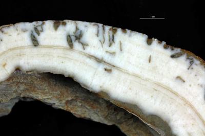 <i></i><br />Hosholm shore,  m, Pirgu Stage