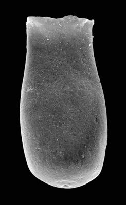 <i><i>Chitinozoa</i> | Belonechitina cf. meifodensis Mullins et Loydell, 2001</i><br />Kaugatuma 509 borehole, 242.00 m, Adavere Stage (427-12)
