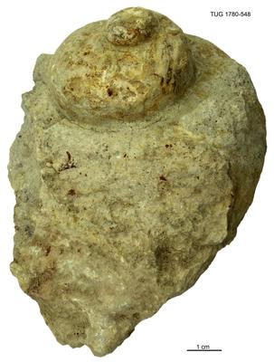 https://files.geocollections.info/large/47/84/478451b3-797b-47a7-9bee-22443f27cd10.jpg