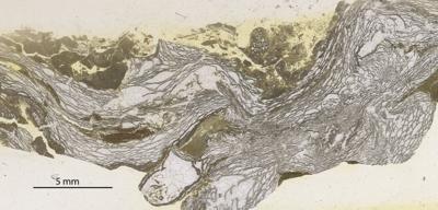 https://files.geocollections.info/large/47/b3/47b34cfa-43d0-4efb-bdd3-97020bca2f65.jpg