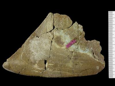 https://files.geocollections.info/large/47/b6/47b642f2-a59d-495a-963c-ef057215cb3c.jpg