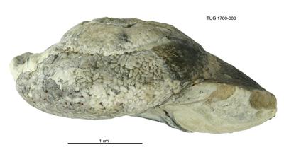 https://files.geocollections.info/large/47/c1/47c14a9c-eb5c-4e63-bb2b-455f940e1d49.jpg