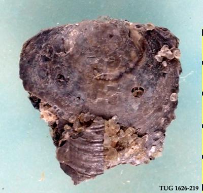 https://files.geocollections.info/large/47/cf/47cf3fae-8acf-476f-92c0-64aaf537575b.jpg