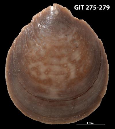 https://files.geocollections.info/large/47/ec/47ecf9e0-c6f8-4b95-8cde-5175804bb2aa.jpg