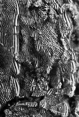 https://files.geocollections.info/large/48/3f/483f7449-9aed-4729-95ca-d9b30af20124.jpg