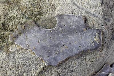 <i>Pinaceocladichnus sp.</i><br />Purtse river,  m, Volkhov Stage