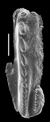 <i>Pistoprion sp. C Hints, 2000</i><br />Kiviõli W-8 borehole,  m, Kukruse Stage