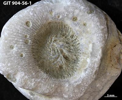 <i></i><br />Kõinastu islet,  m, Adavere Stage