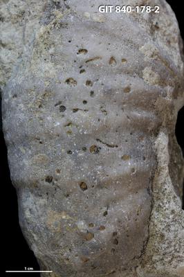 <i></i><br />Hosholm shore,  m, Pirgu Stage