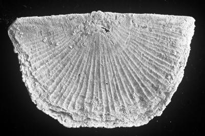 https://files.geocollections.info/large/48/b9/48b9b24b-e86f-4590-a955-7bbe8cd8a365.jpg