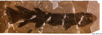 https://files.geocollections.info/large/48/cd/48cdb157-ab67-4276-90a0-d8030404537f.jpg
