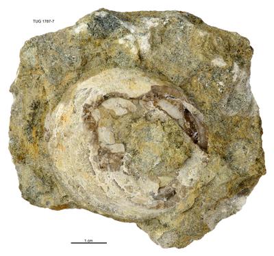 https://files.geocollections.info/large/48/f2/48f28320-3957-48cc-b9b3-a924de0eda36.jpg