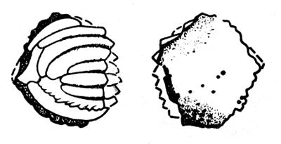 https://files.geocollections.info/large/49/0a/490a7619-4370-476d-ac11-76b3d79afec1.jpg