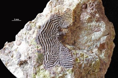 https://files.geocollections.info/large/49/53/4953fef3-08ab-4998-94d4-a5a6d9482c0d.jpg