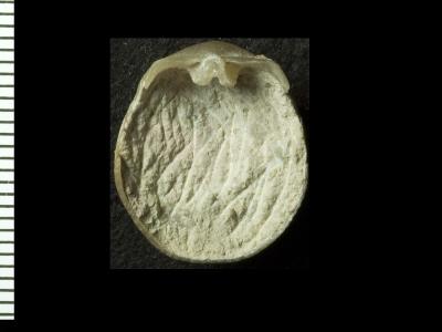 https://files.geocollections.info/large/49/83/4983f6a9-09f7-4a39-a64e-09502d65f4bd.jpg
